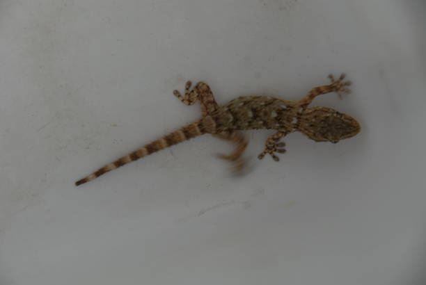 istock Gecko - Gekko in Spain 682590126