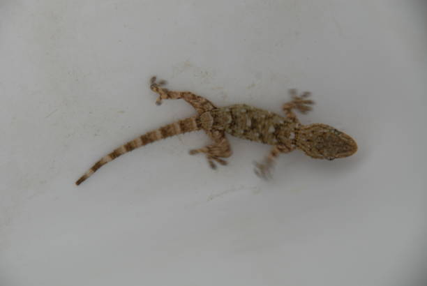 istock Gecko - Gekko in Spain 682590136