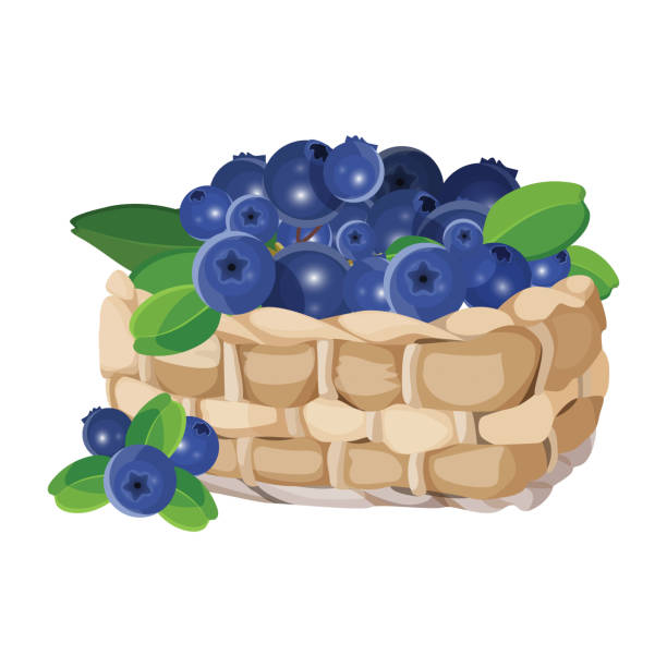 Wicker basket with blueberries realistic vector illustration isolated on white. Wicker basket with blueberries realistic vector illustration isolated on white. Blue healthy berries with green leaves moses basket stock illustrations