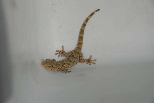 istock Gecko - Gekko in Spain 682595658
