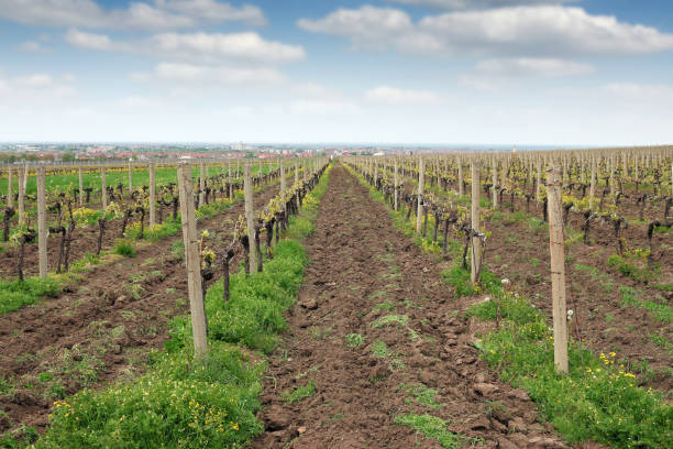 istock Vineyard landscape spring season agriculture 682595672
