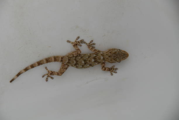 istock Gecko - Gekko in Spain 682595782