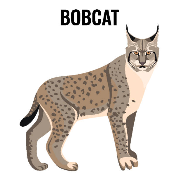 Full length spotted bobcat vector illustration isolated. Wildlife animal cat Full length spotted bobcat vector illustration isolated. Wildlife animal cat specie with coat in grey and white colors with sharp ears safari animal clipart stock illustrations