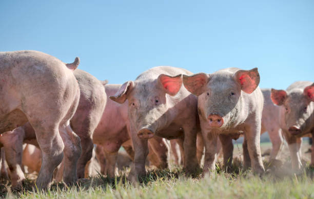 istock Pigs' snouts and tails 682596890