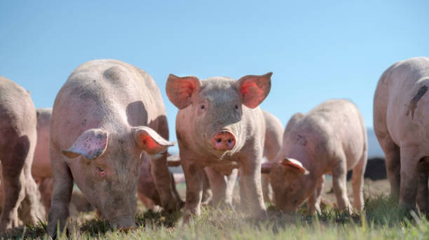 Pigs' snouts and tails stock photo