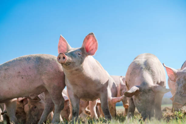 istock Pigs on a sunny day 682597026