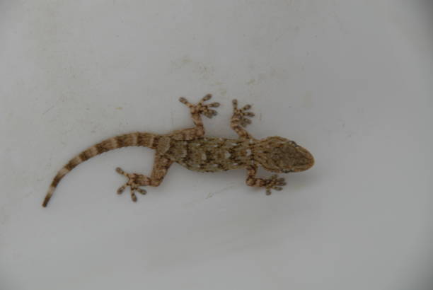 istock Gecko - Gekko in Spain 682597216