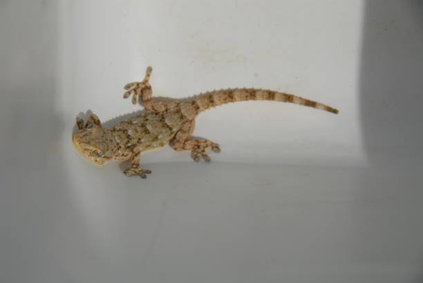 istock Gecko - Gekko in Spain 682597266