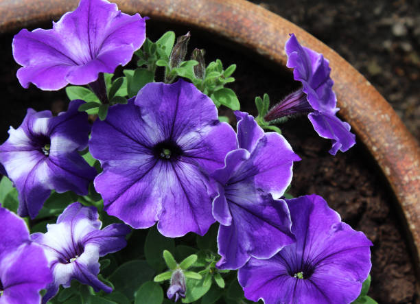 istock Purple Striped Petunias 682599678