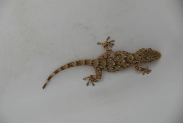 istock Gecko - Gekko in Spain 682599710