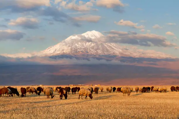 Sheep and Mount Ararat at the sunset, Turkey.
