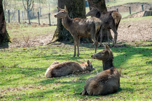 in Romania