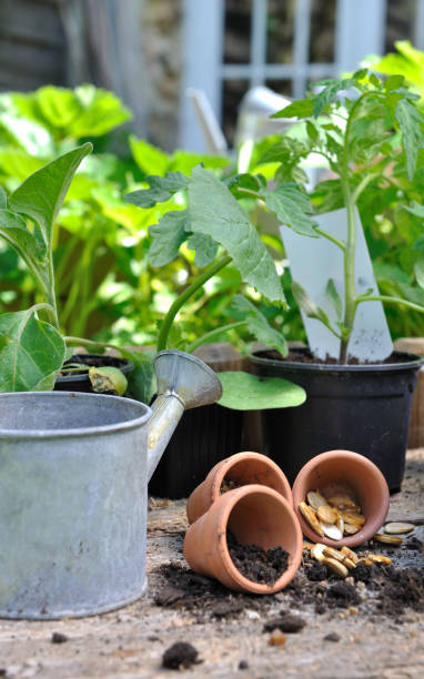 istock plant vegetable in garden 682604540