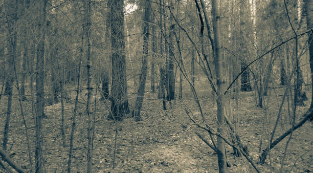 istock Spring cloudy and gloomy forest in Northern Asia. April 682607962
