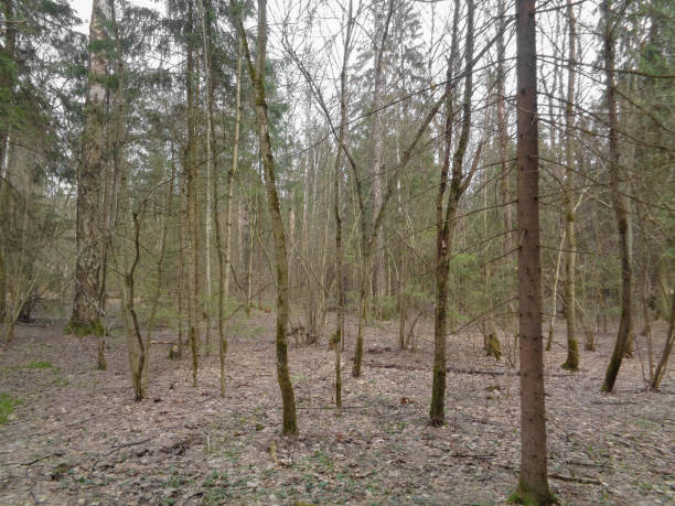istock Spring cloudy and gloomy forest in Northern Asia. April 682608512
