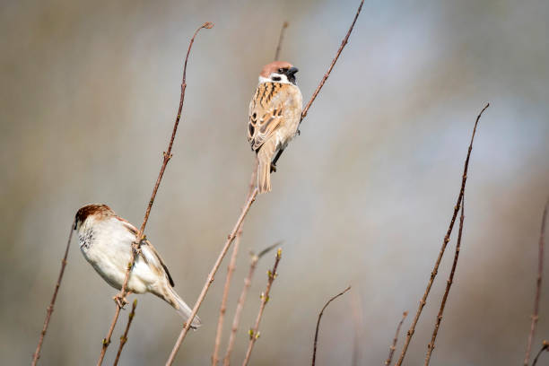 istock Sparrow birds also known as Passer Montanus 682612190