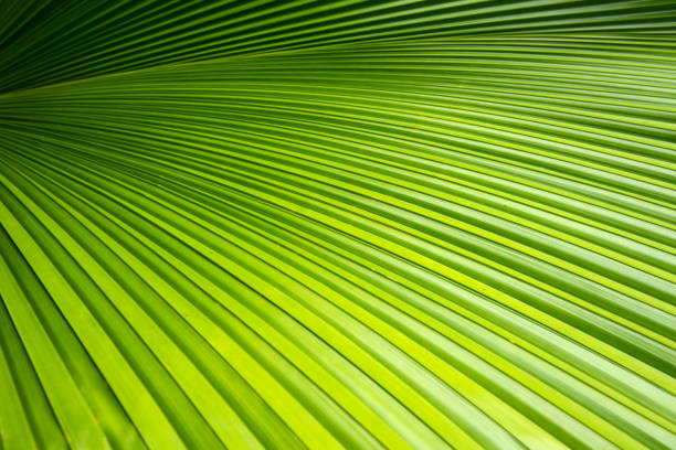 istock Green leave of palm tree for background or wallpaper 682614088