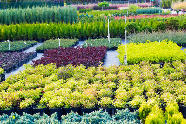 molte piante e alberi diversi in vasi offerti in vendita al garden center - centro per il giardinaggio foto e immagini stock