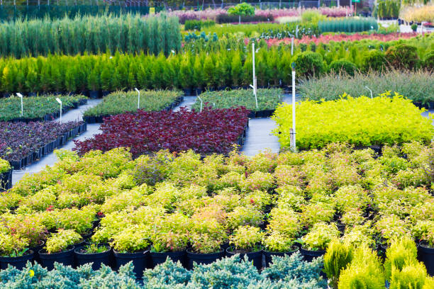 Many different plants and trees in pots offered for sale at garden center stock photo