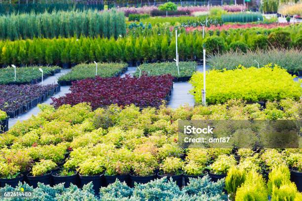 Many Different Plants And Trees In Pots Offered For Sale At Garden Center Stock Photo - Download Image Now