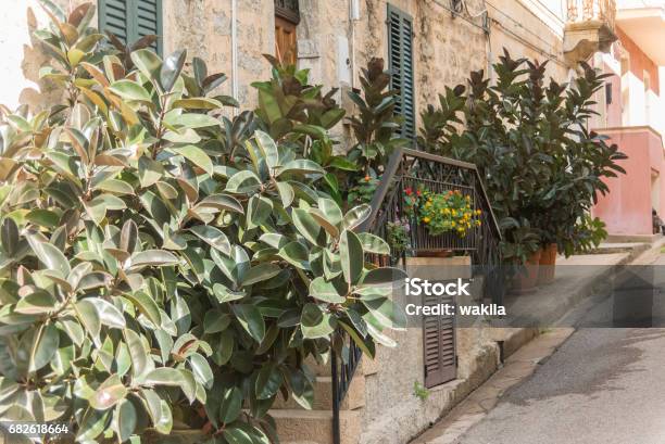 Mediteran Background Leafs Stock Photo - Download Image Now - Backgrounds, Built Structure, Bush