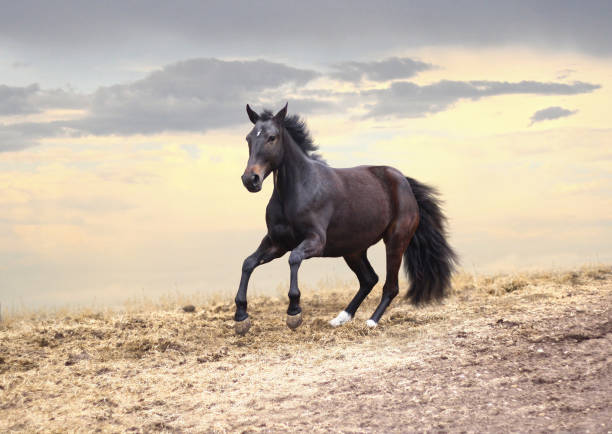 istock Horse jumps at sunset 682621626