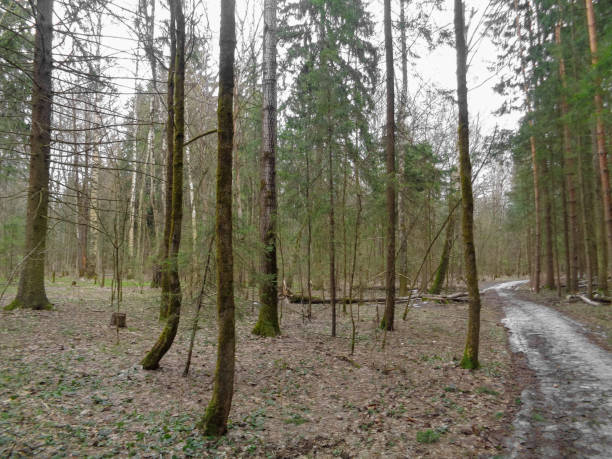 istock Spring cloudy and gloomy forest in Northern Asia. April 682621994