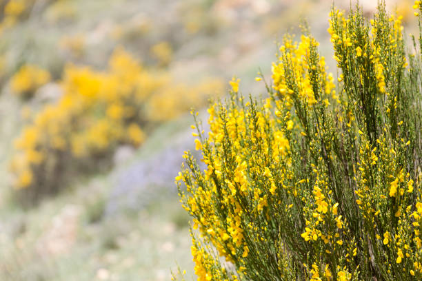 istock Hiniesta in spring with its yellow flowers. 682624308