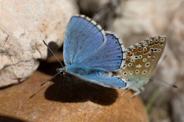 istock Couple of Common blue butterflies copulating in spring. 682625458