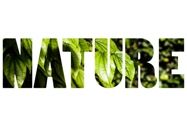istock Word NATURE over green leaves. 682628604
