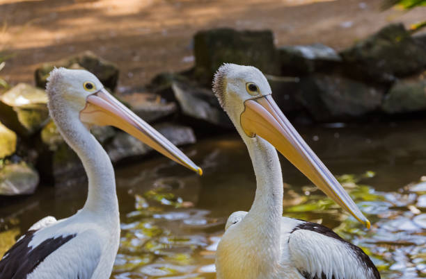 istock Pelican in Bali Island Indonesia 682628864