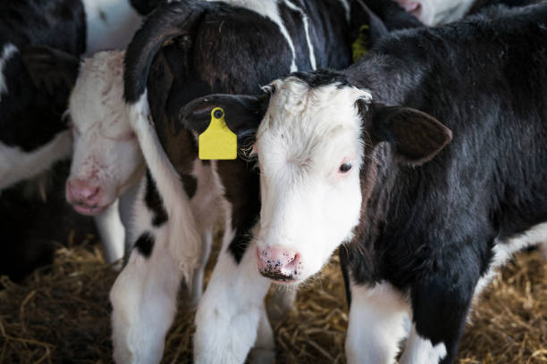istock Calfs in a small stable with little place 682639478