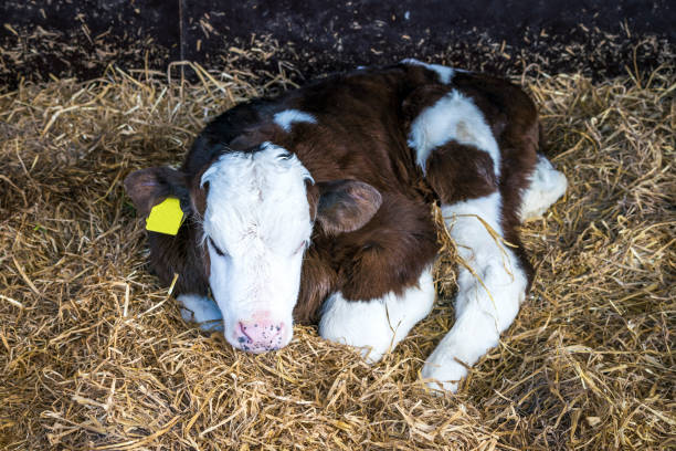 istock Hereford calf with a yellow ear mark 682639550