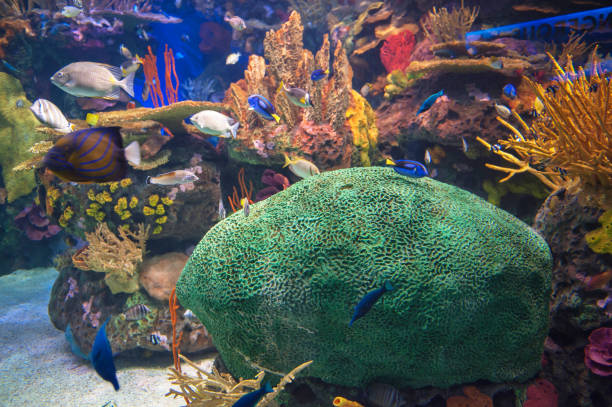 魚の水槽の中のサンゴと魚 - beauty in nature coral angelfish fish ストックフォトと画像
