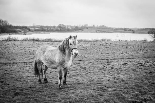 istock Small horse on a field by a lake 682640484
