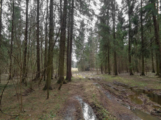 istock Spring cloudy and gloomy forest in Northern Asia. April 682645398