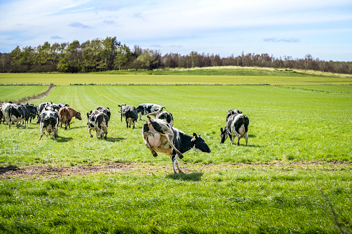 Cows run out on a green meadow in the spring and enjoy their first season on green grass