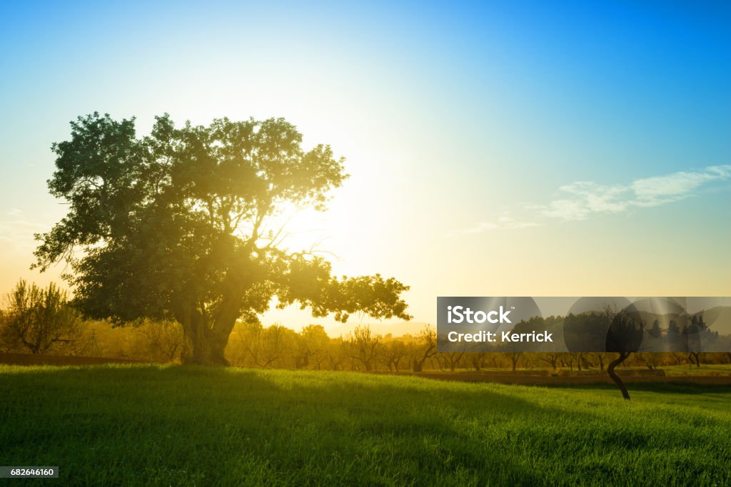 huge single tree on hill in backlit - carob tree Tree Stock Photo