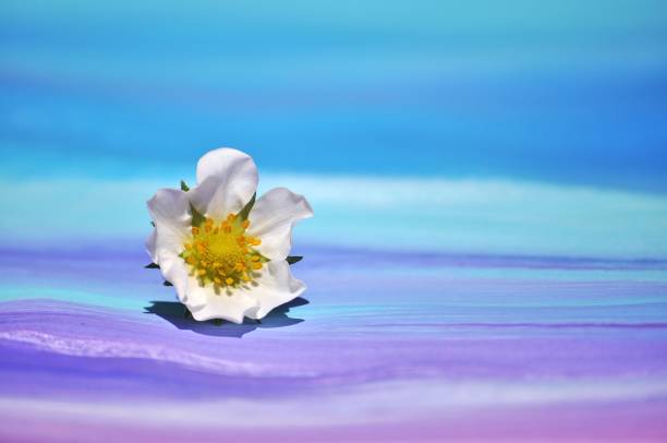 маленький белый цветок на пастельных фонах. - long exposure paint blue smudged стоковые фото и изображения
