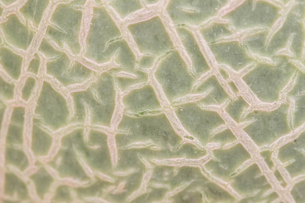 istock Texture or fresh melon organic farm 682650326