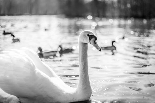 istock Wild birds in a lake in monochrome colors 682651164