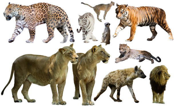 istock Set of wild mammals isolated over white 682654090