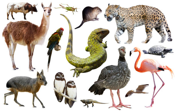istock Fauna of South America set 682654092