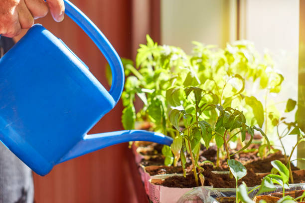 istock Man watering vegetable seedlings with watering can 682655326
