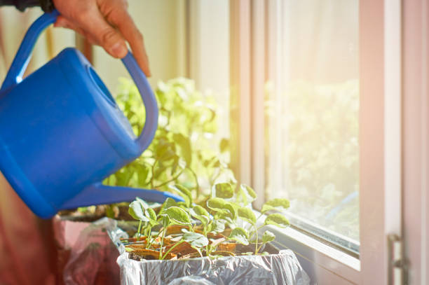 istock Watering vegetable seedlings with watering can 682655336