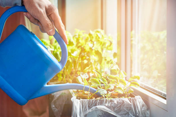 istock Watering vegetable seedlings with watering can 682655380