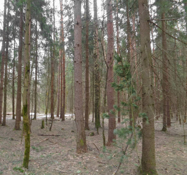 istock Spring cloudy and gloomy forest in Northern Asia. April 682658044