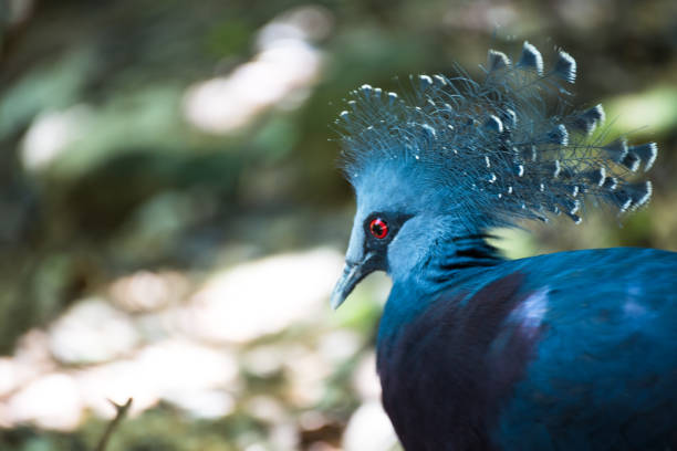 istock Victoria crowned pigeon 682658518