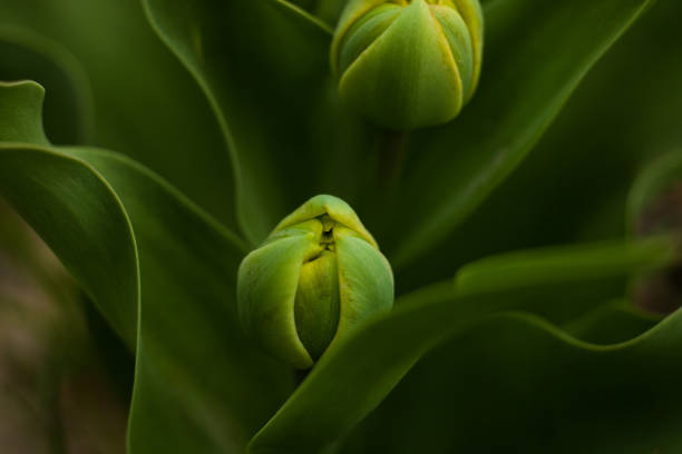 istock Fresh buds of tulips in a home garden 682668018