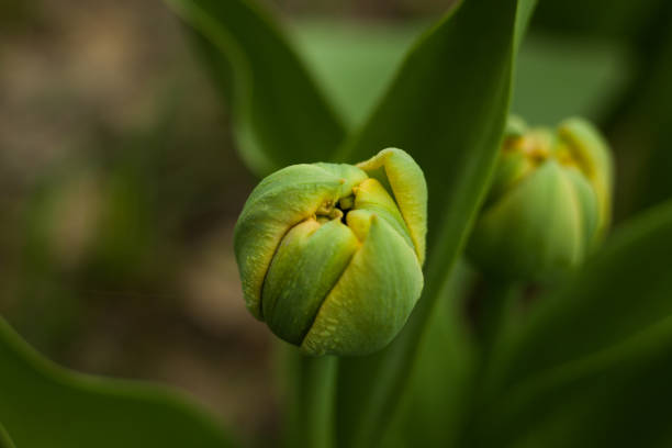 istock A macro shot of a tulip flower bud 682668086